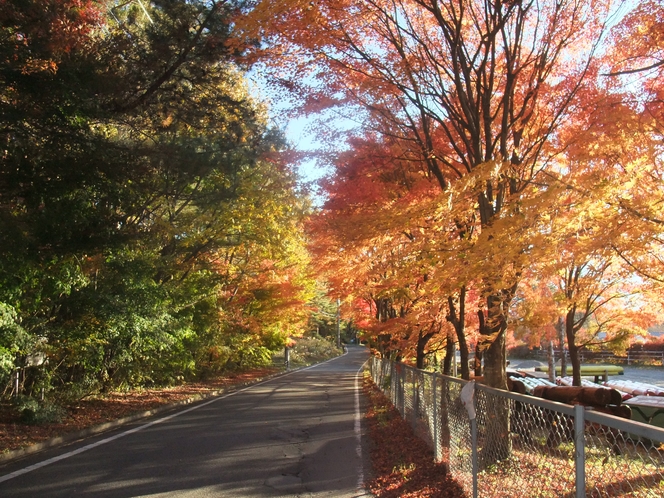 アスコツト前　馬術競技場の紅葉