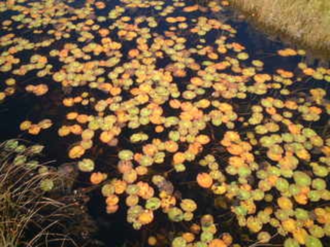 紅葉したヒツジグサ