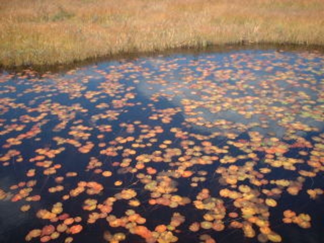 池塘に浮かぶヒツジグサの葉