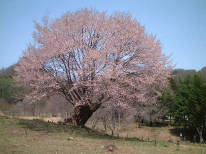 天王桜
