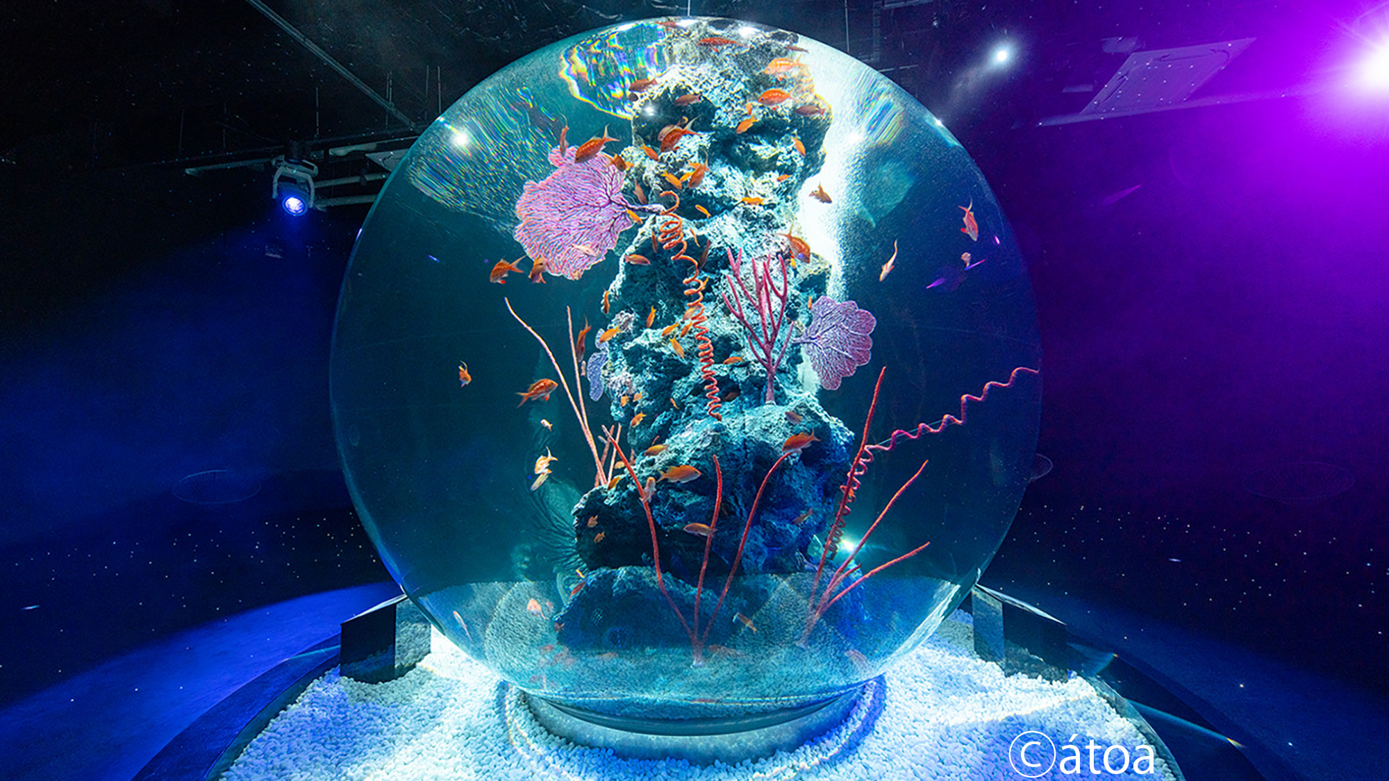アクアリウムとアートが融合した新感覚の都市型水族館(アトア提供)