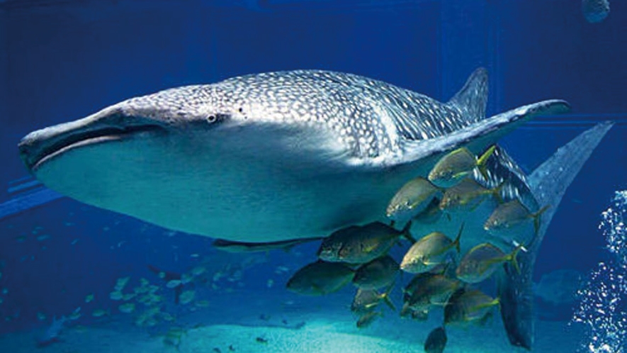 【海遊館】海景色を愉しみながらわずか半時間のドライブで世界最大級の水族館へ