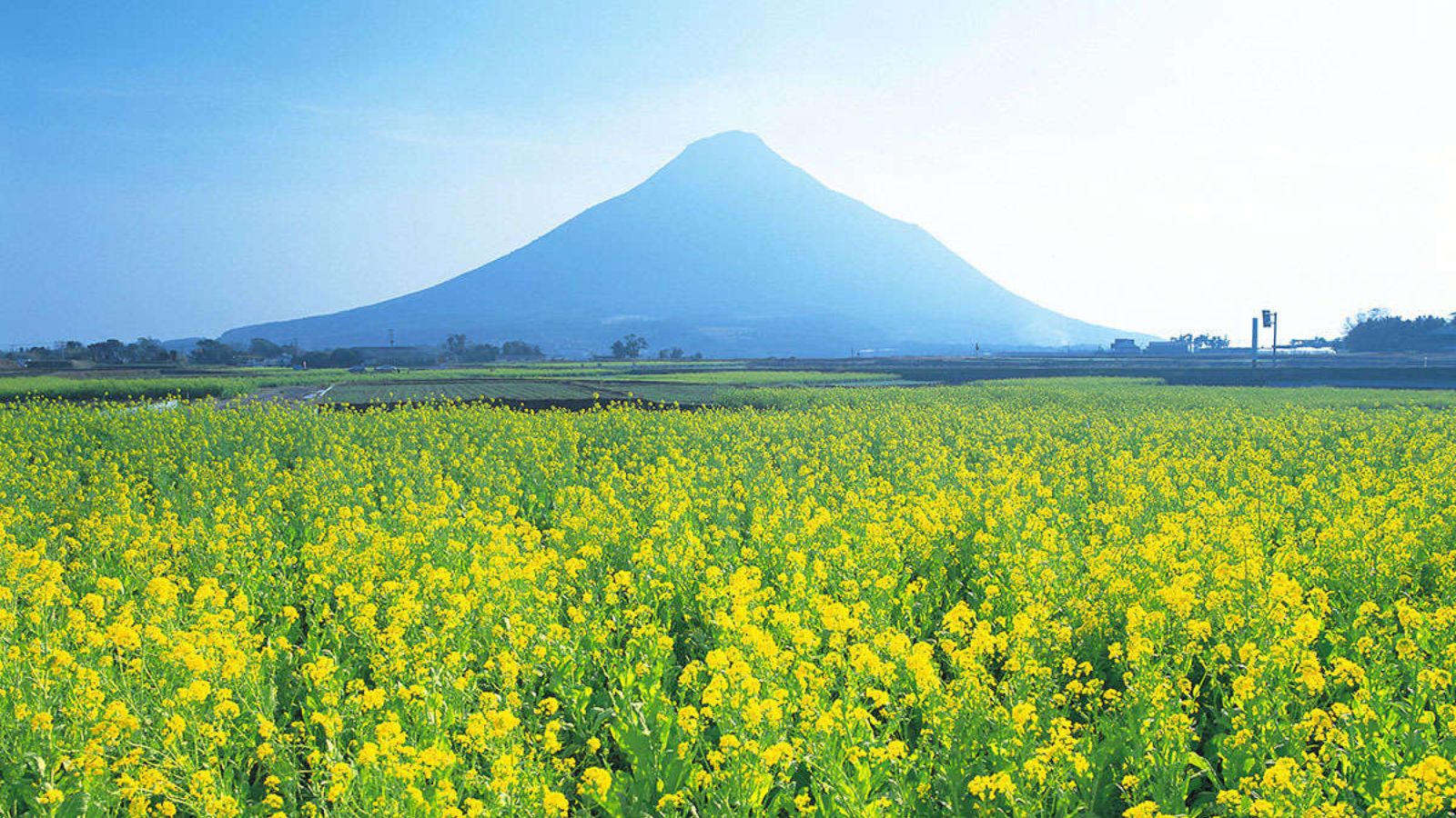 【指宿】菜の花と開聞岳/写真提供：観光連盟