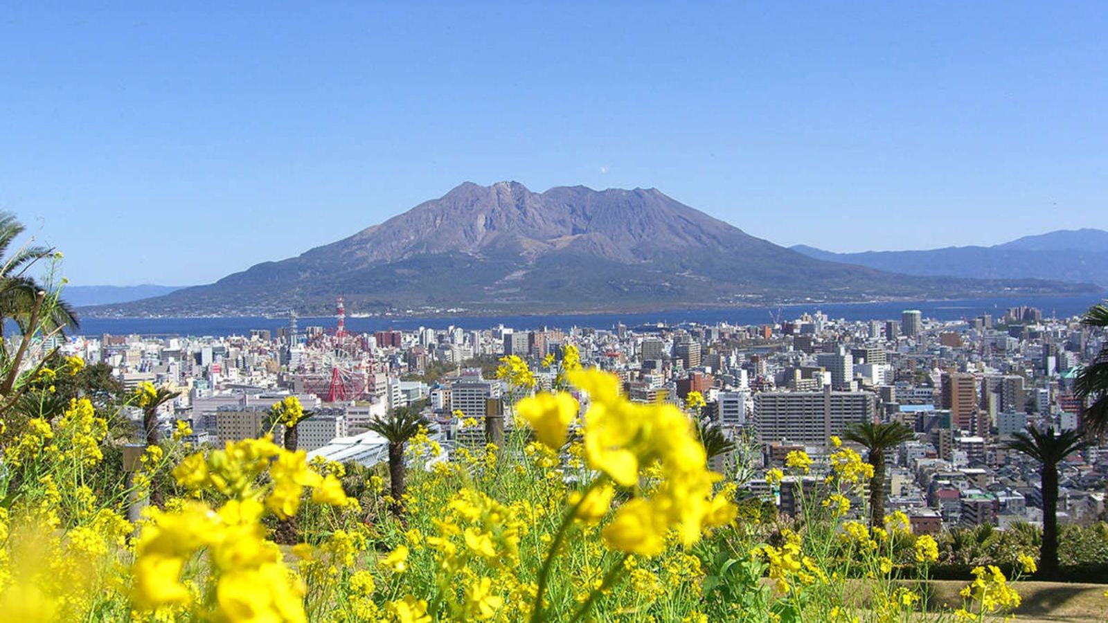 菜の花と桜島