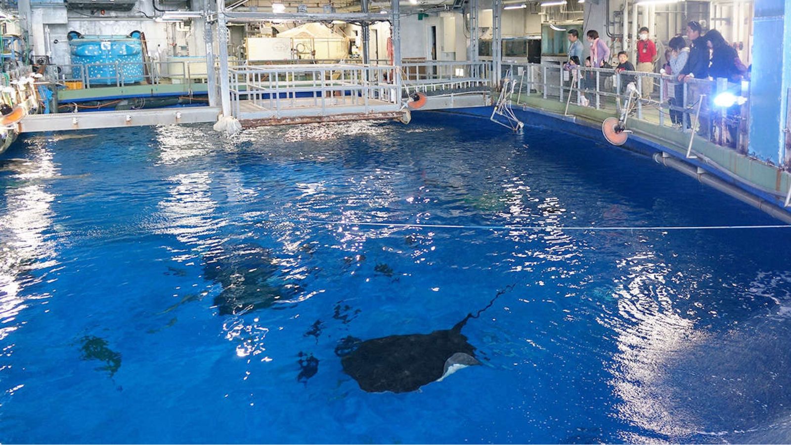 バックヤードツアー/かごしま水族館（割引券あり）