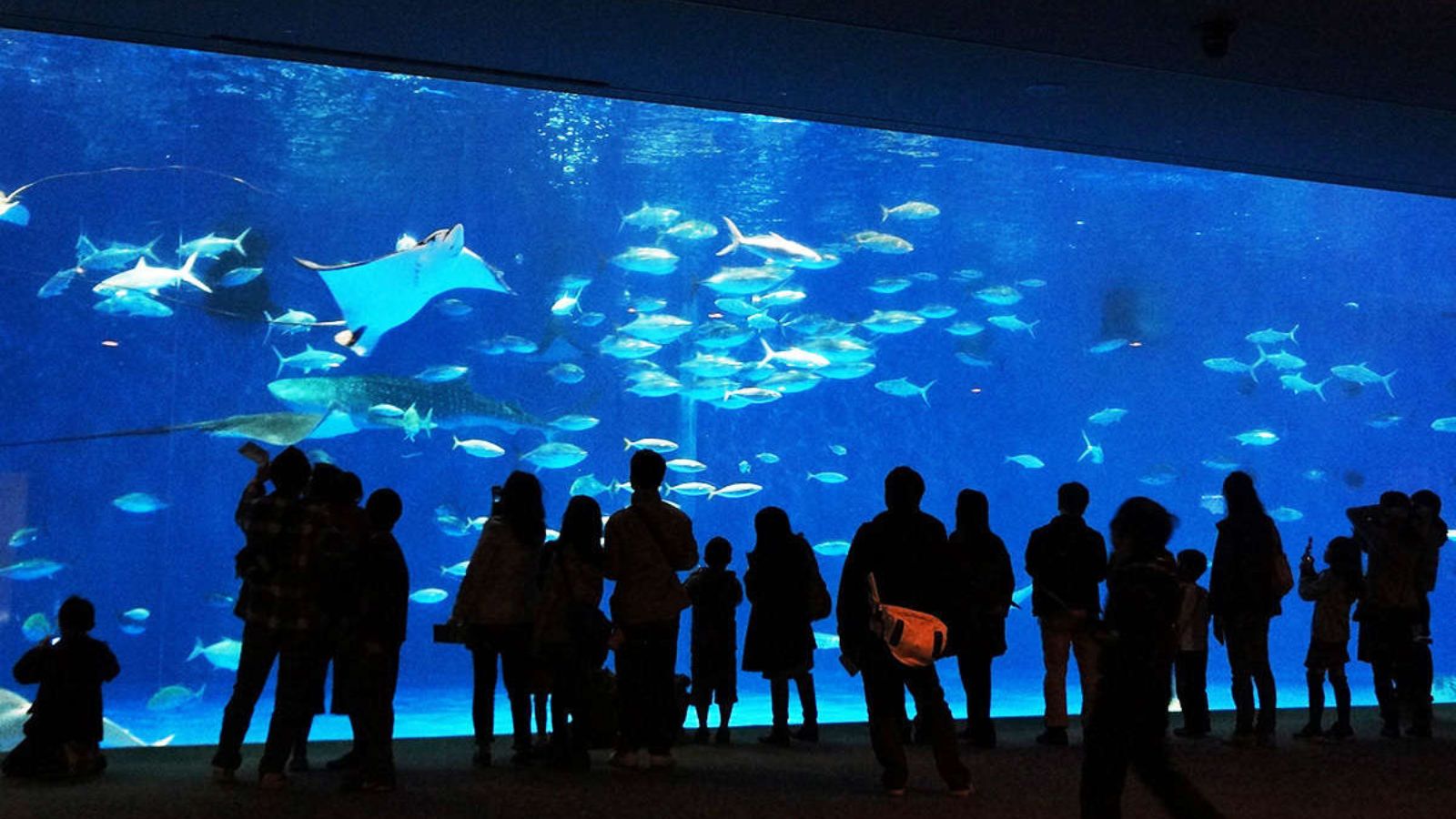 黒潮大水槽/かごしま水族館（割引券あり）