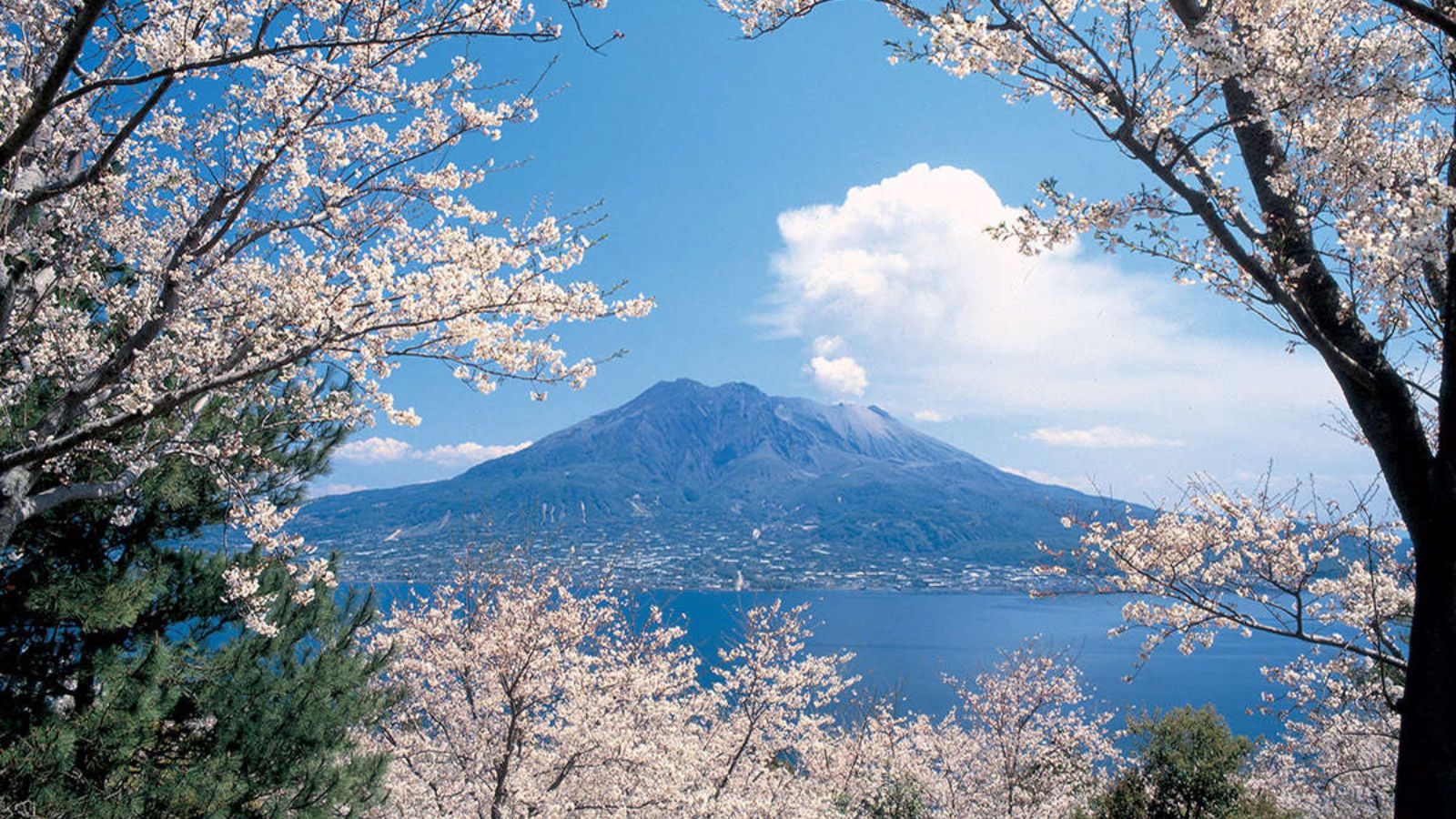 桜と桜島／写真提供：鹿児島市