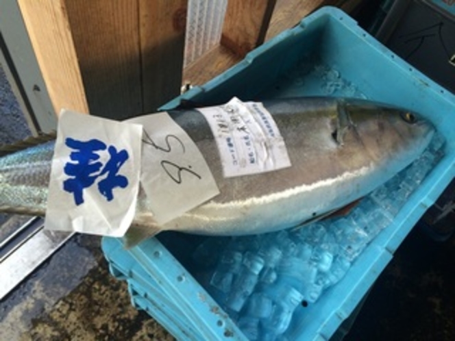 佐渡沖の新鮮な魚介を魚市場で仕入れております