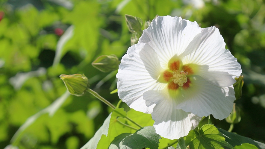 施設名の由来　芙蓉の花