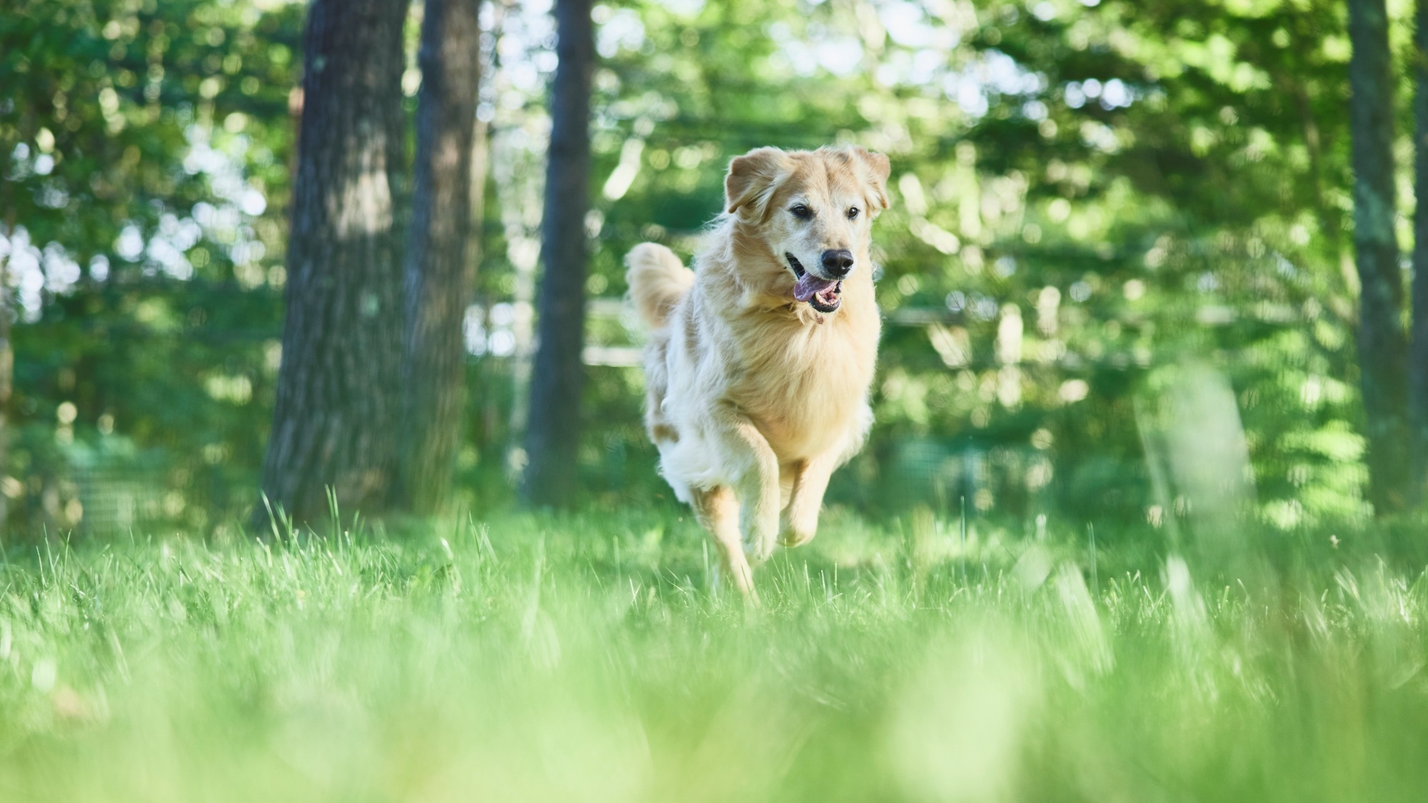 ドッグフレンドリー