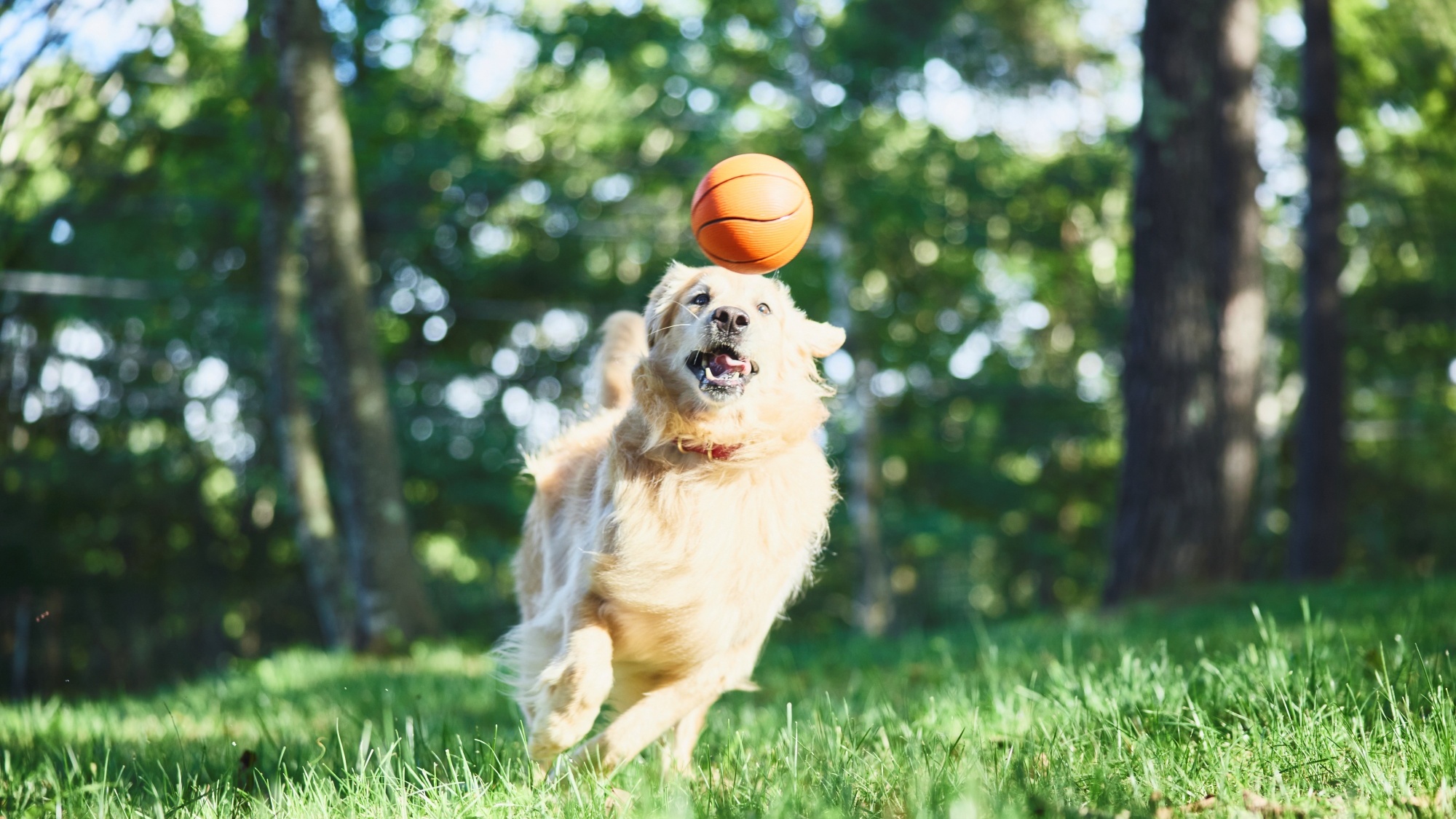 ドッグフレンドリー