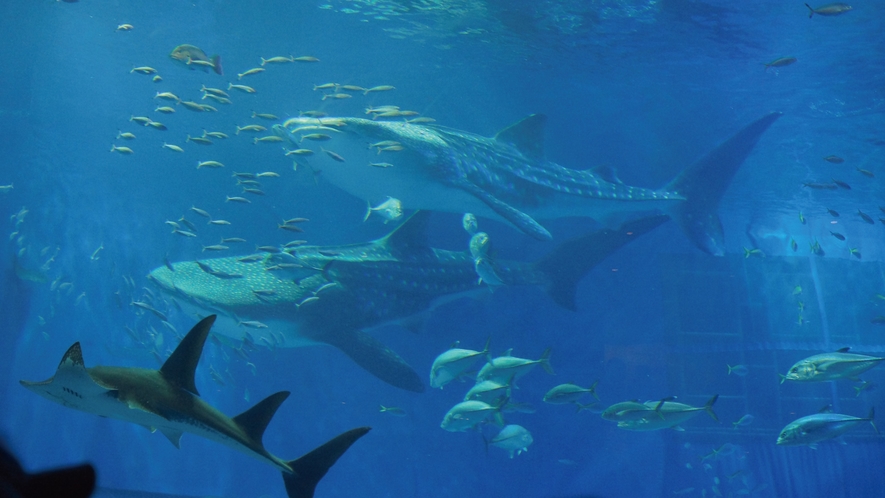 【美ら海水族館】