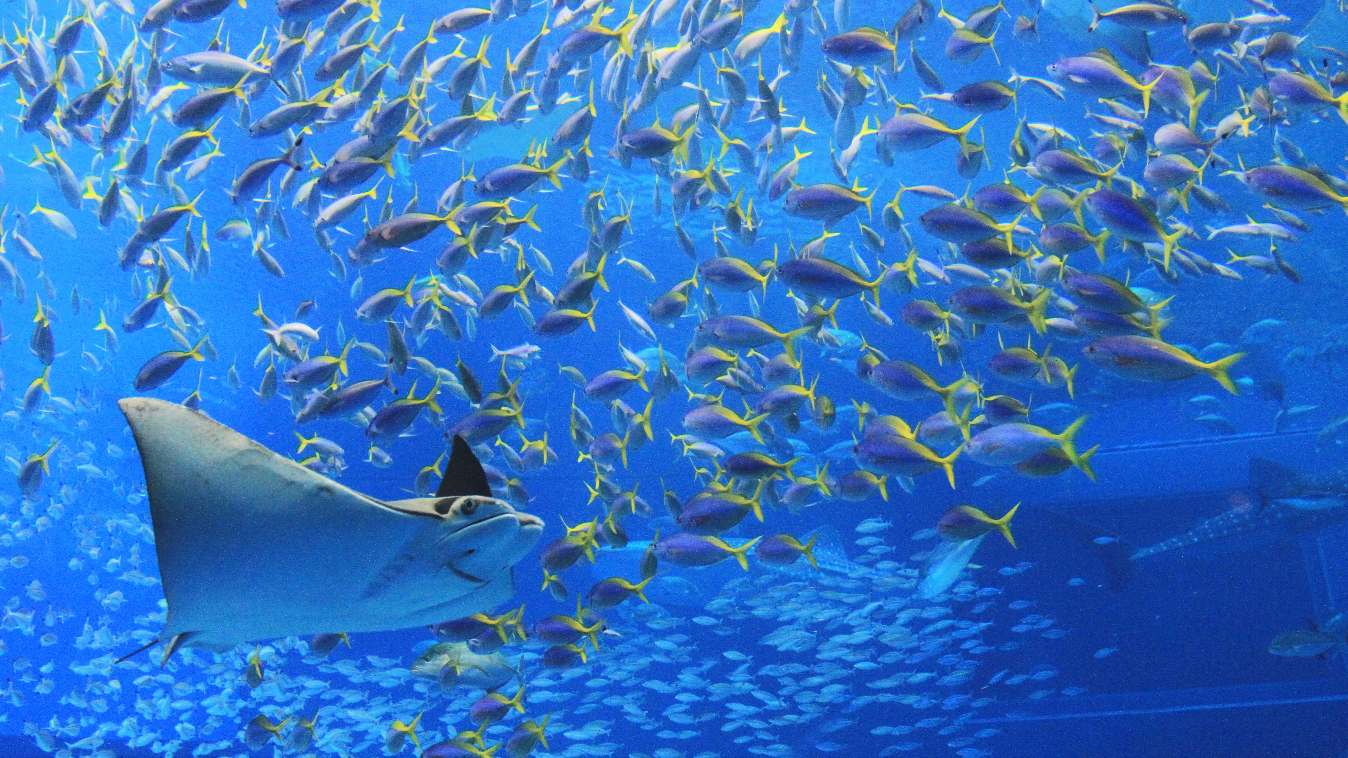 美ら海水族館