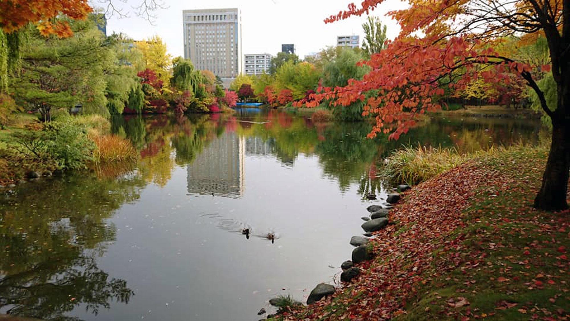 【周辺】中島公園の菖蒲池の紅葉