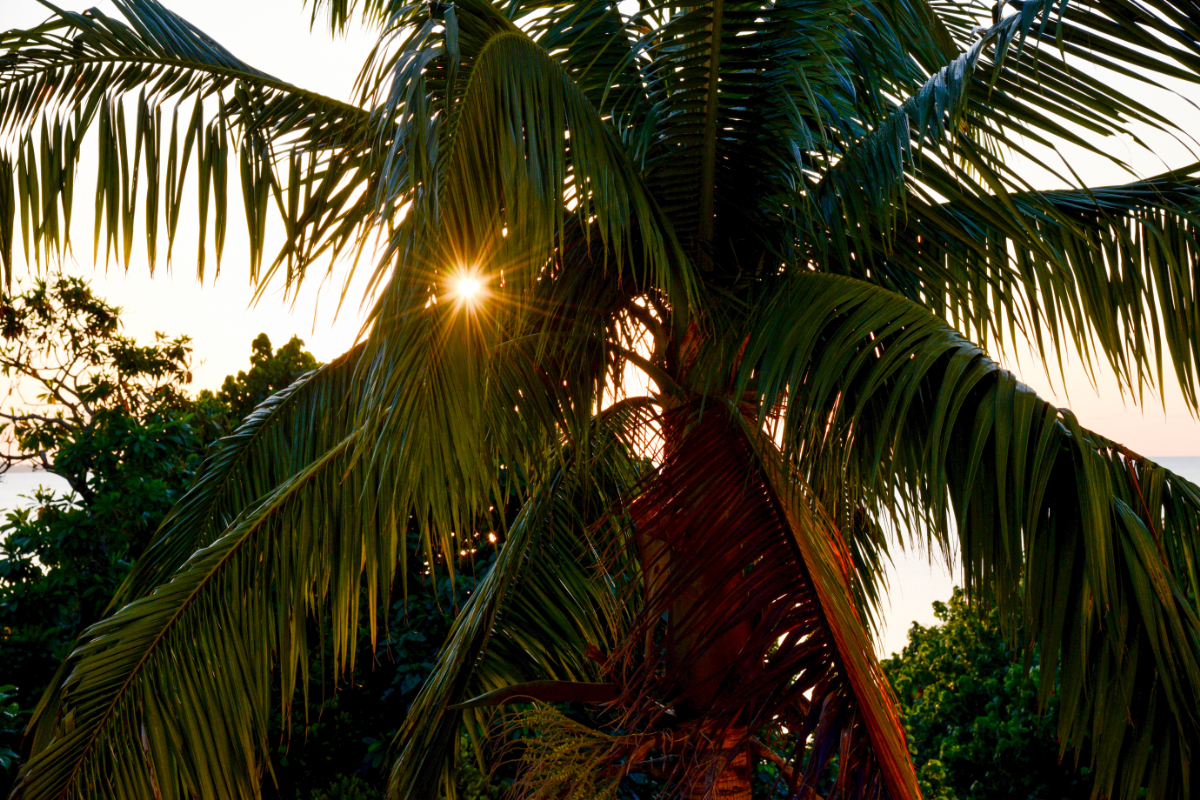 ガーデン／椰子