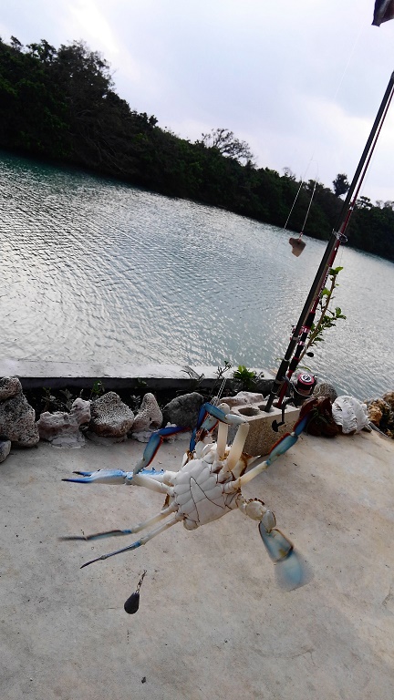 釣れたワタリガニ