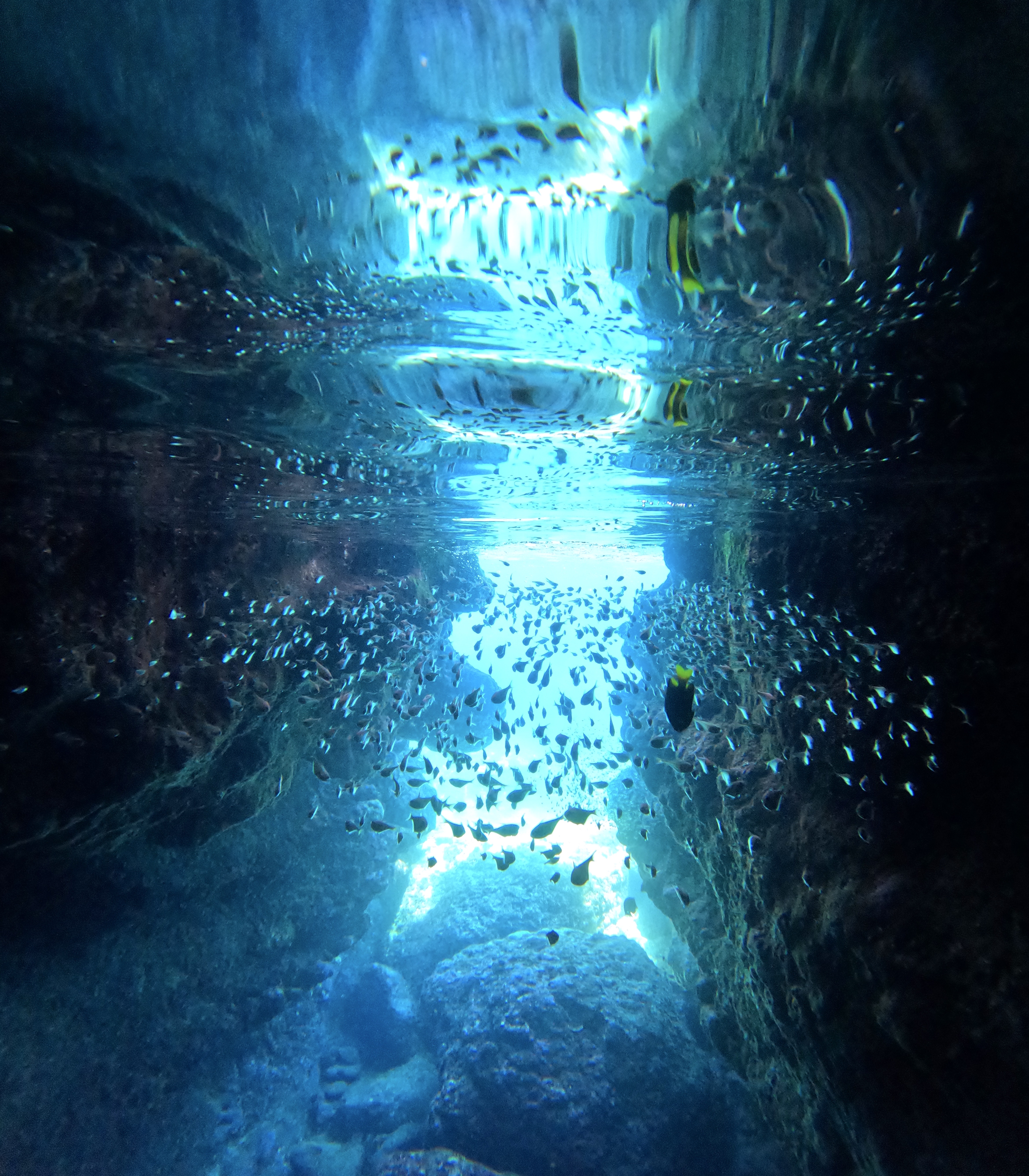 アクティビティ