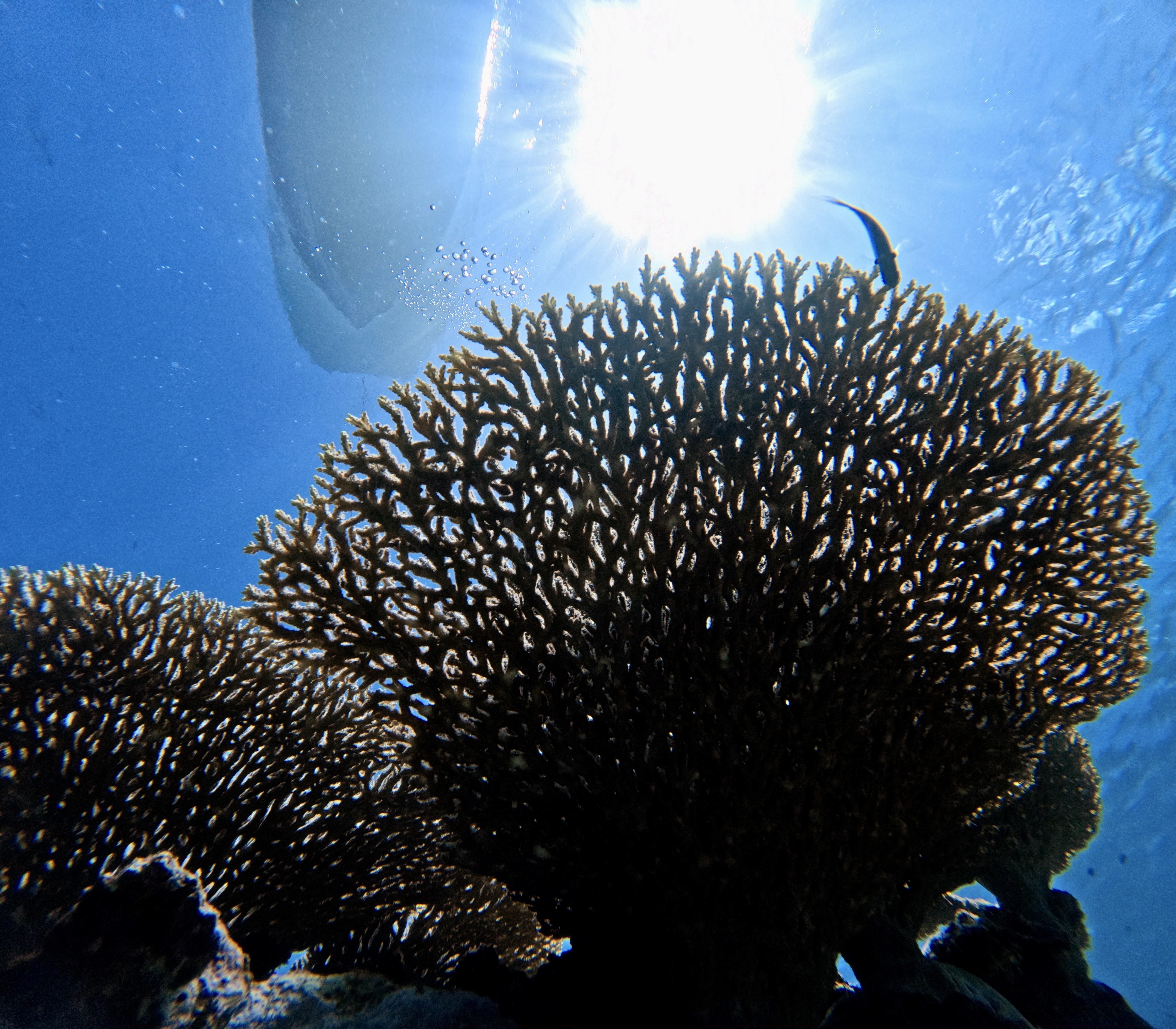 アクティビティ