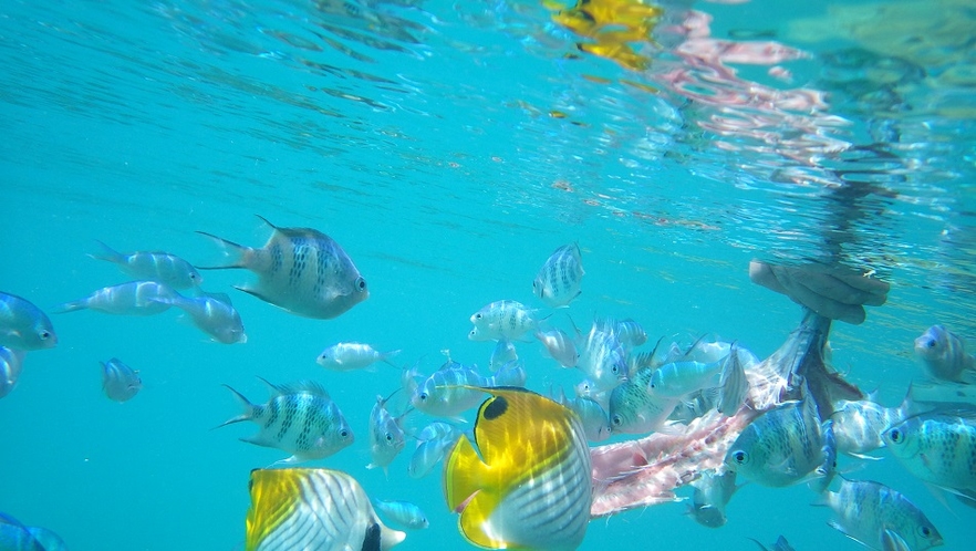 シュノーケルツアー　魚が