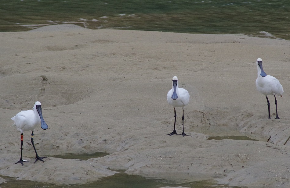 水鳥コーナークロツラヘラサギ0401