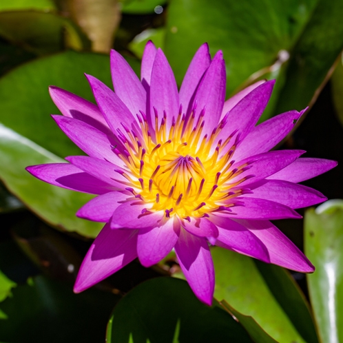 ■敷地内・季節の花々