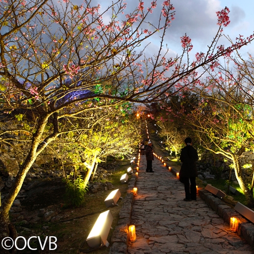 ■世界遺産　今帰仁城桜祭り