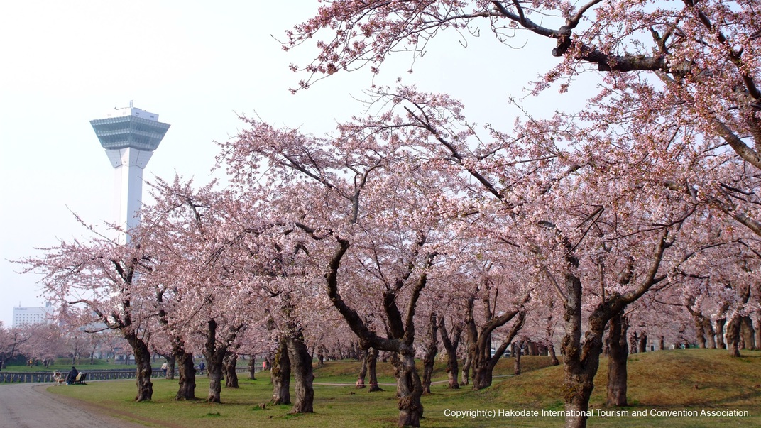 【春の函館】五稜郭タワーと桜
