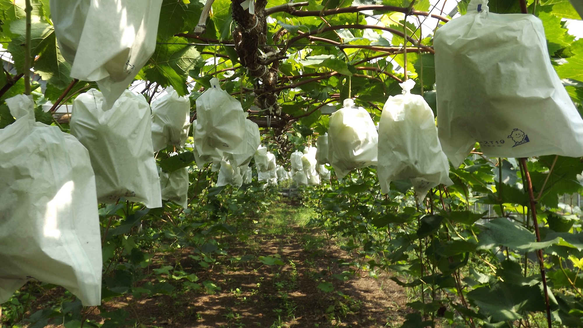 都農町観光果樹園
