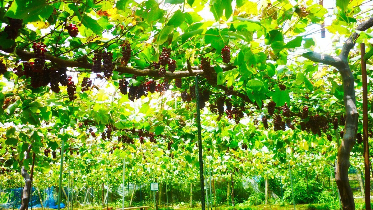 都農町観光果樹園