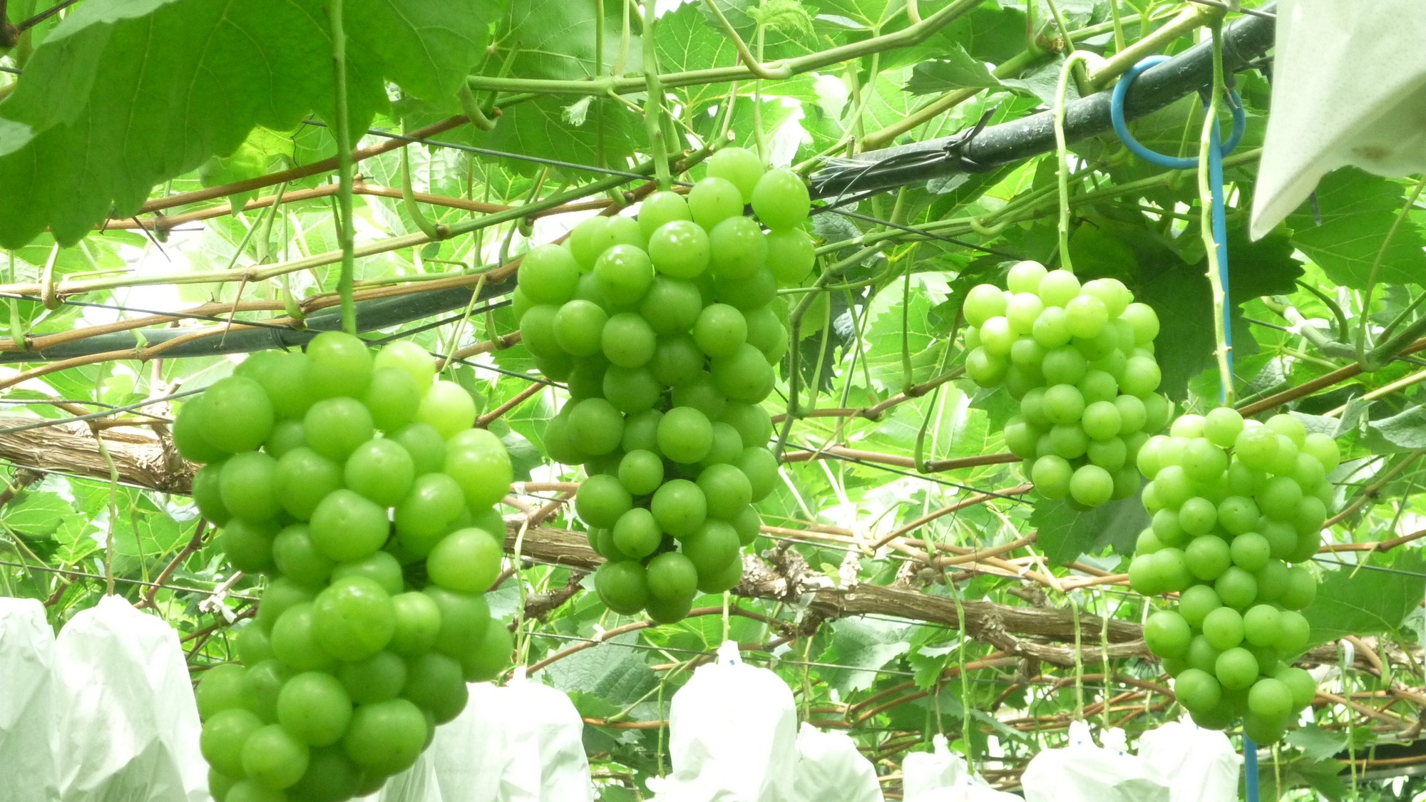 都農町観光果樹園