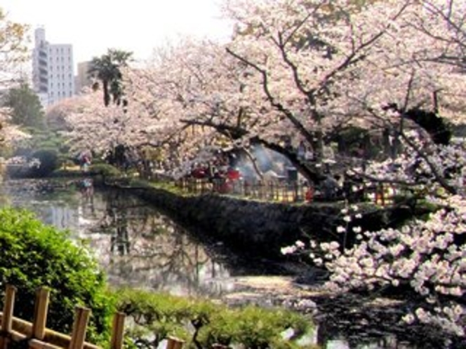 道後公園の桜