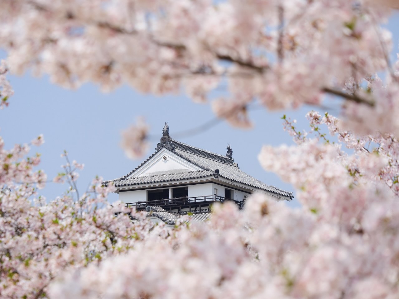 松山城とと桜