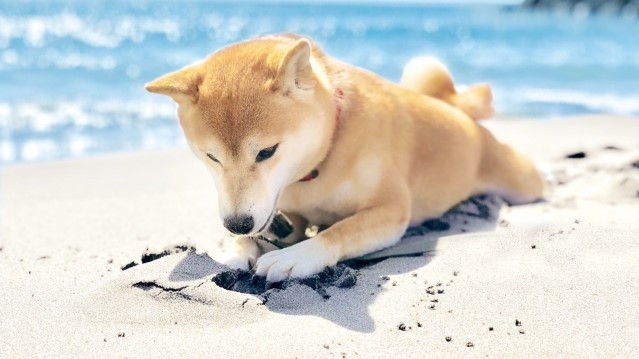 【春夏旅×わんダフルステイ】最大20％OFF／愛犬と一緒に城崎をお散歩＜★スタンダード花栞プラン＞
