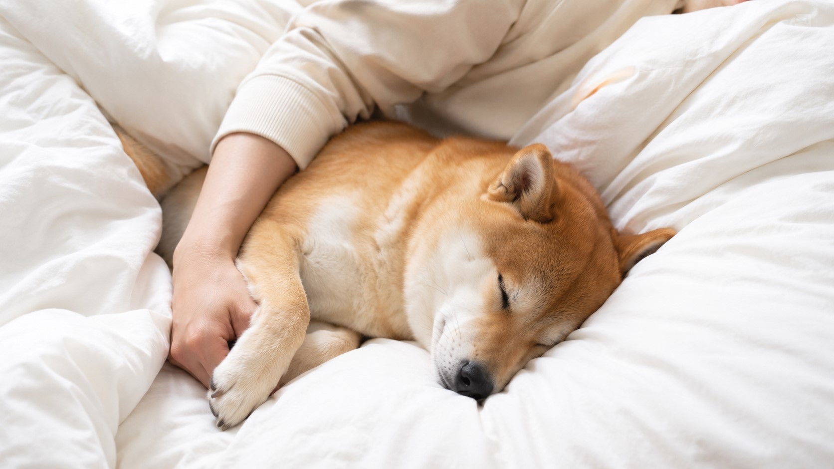 【早期割30】【愛犬OK】最大4，400円オフ｜旬野菜×ブランド豚×海の幸を堪能＜★スタンダード＞