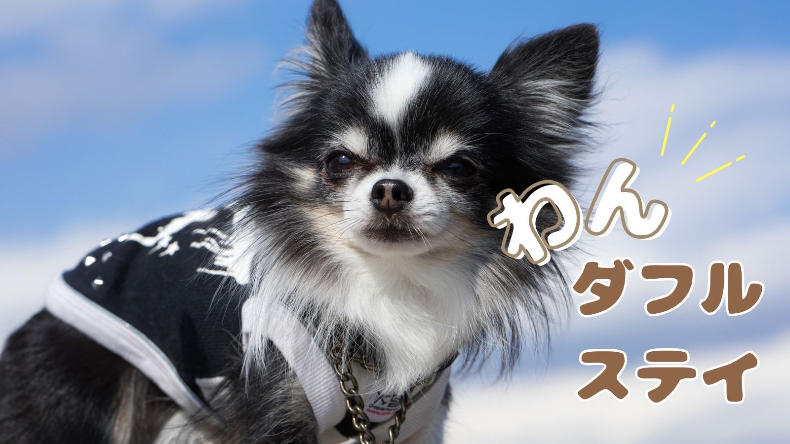 【グルメプラン×わんダフルステイ】愛犬と泊まる城崎／ブランド和牛を堪能＜■但馬牛しゃぶしゃぶプラン＞