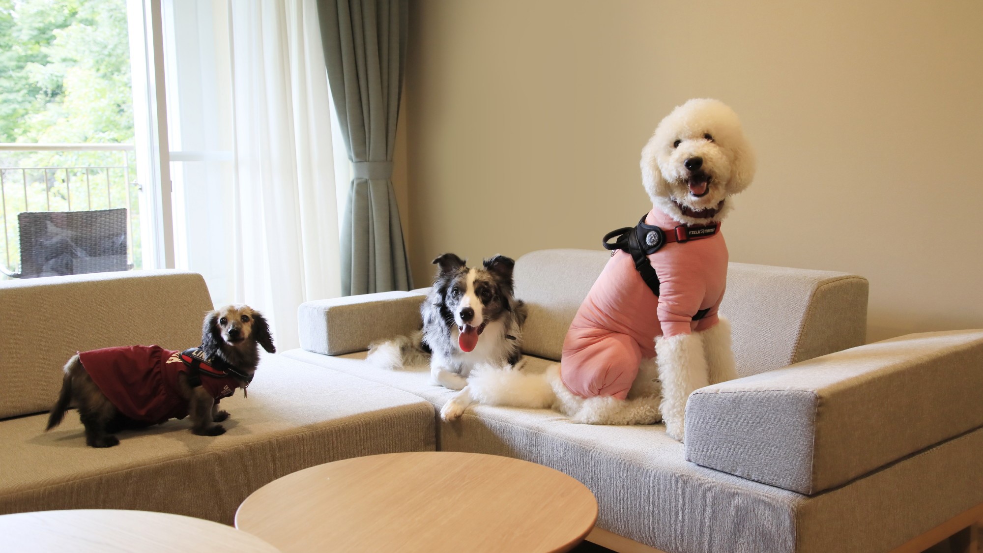 大型犬もOK！愛犬3匹まで一緒に宿泊可能