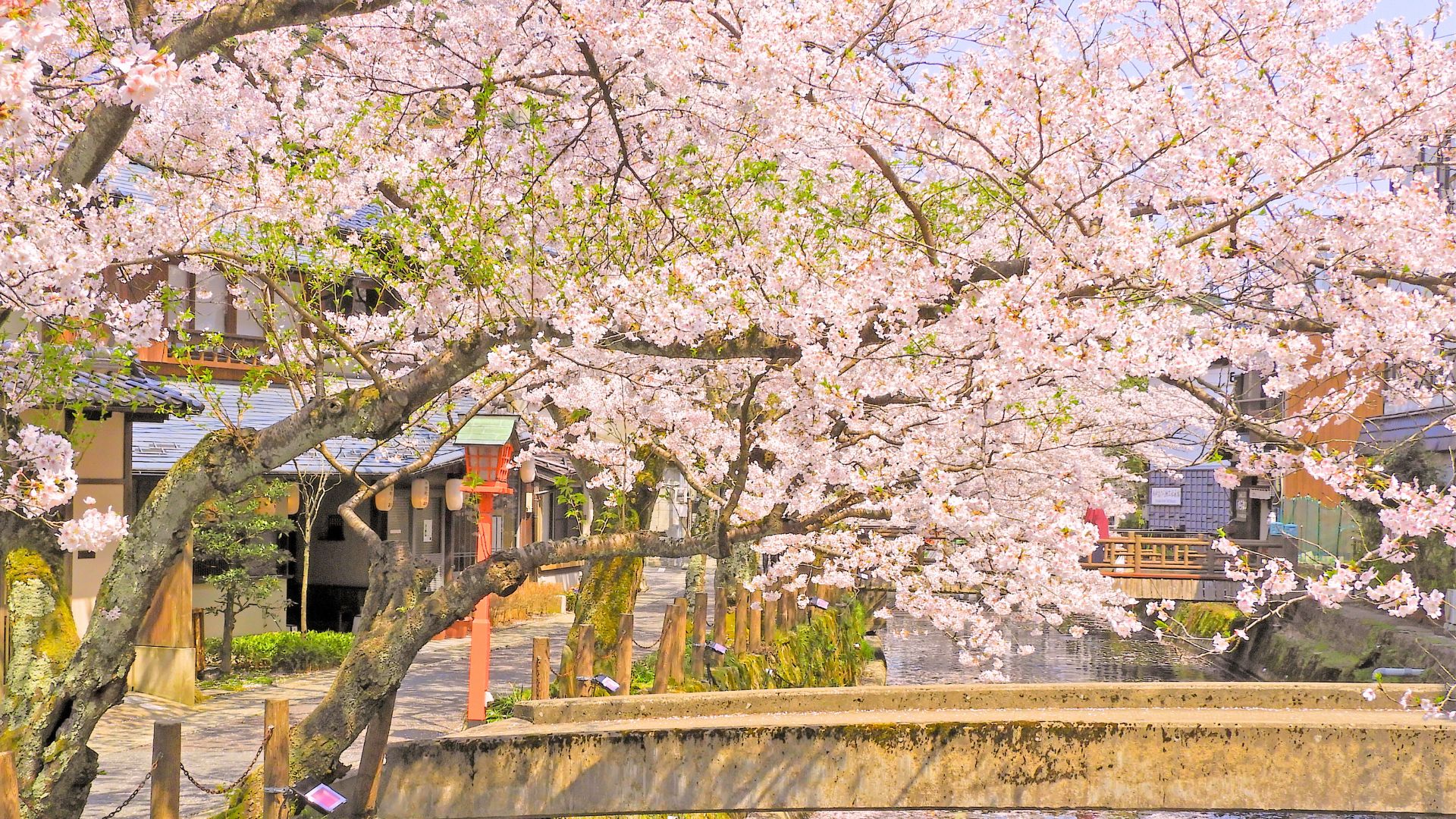 城崎木屋町通の桜は圧巻です