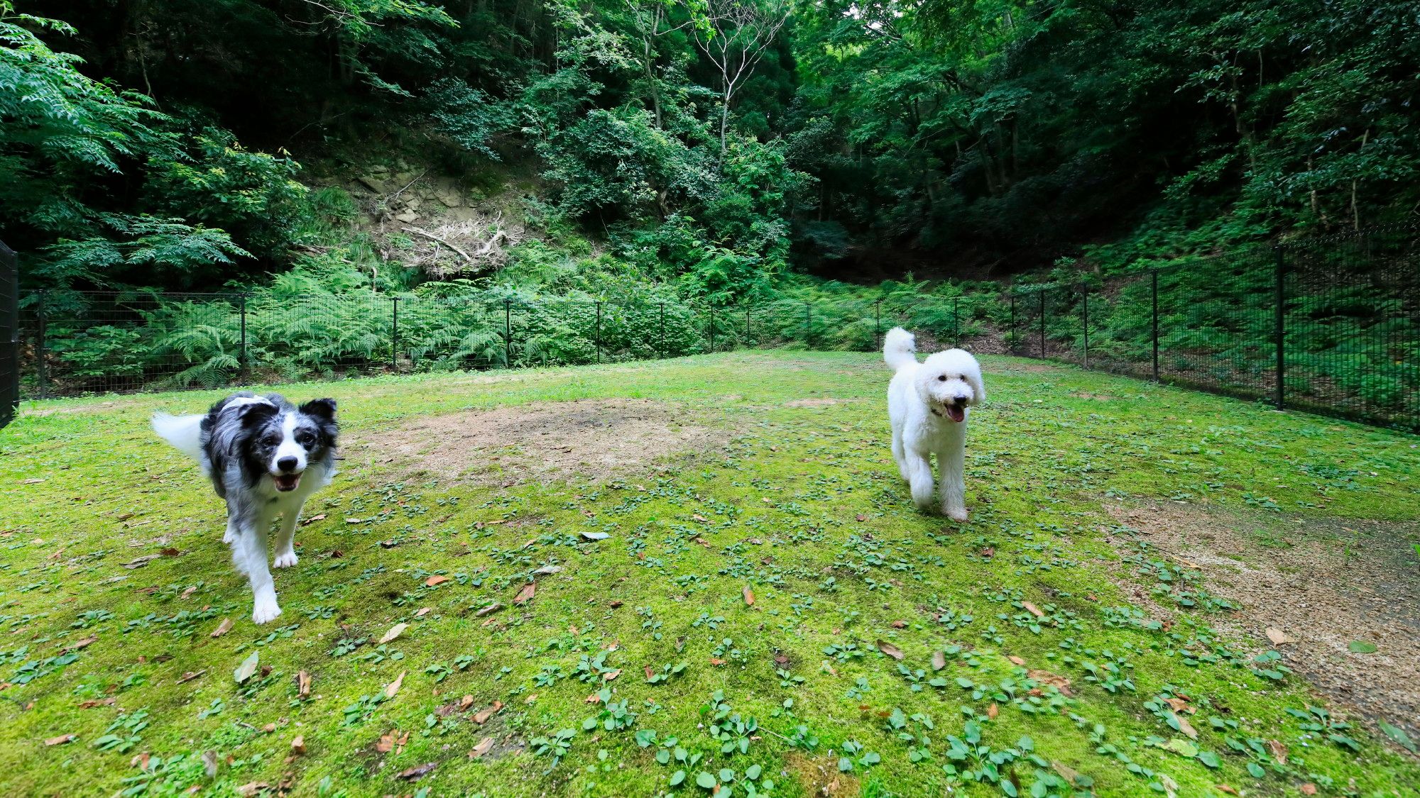 大型犬ものびのび駆け回れる、広々とした芝生のドッグラン。（一例）
