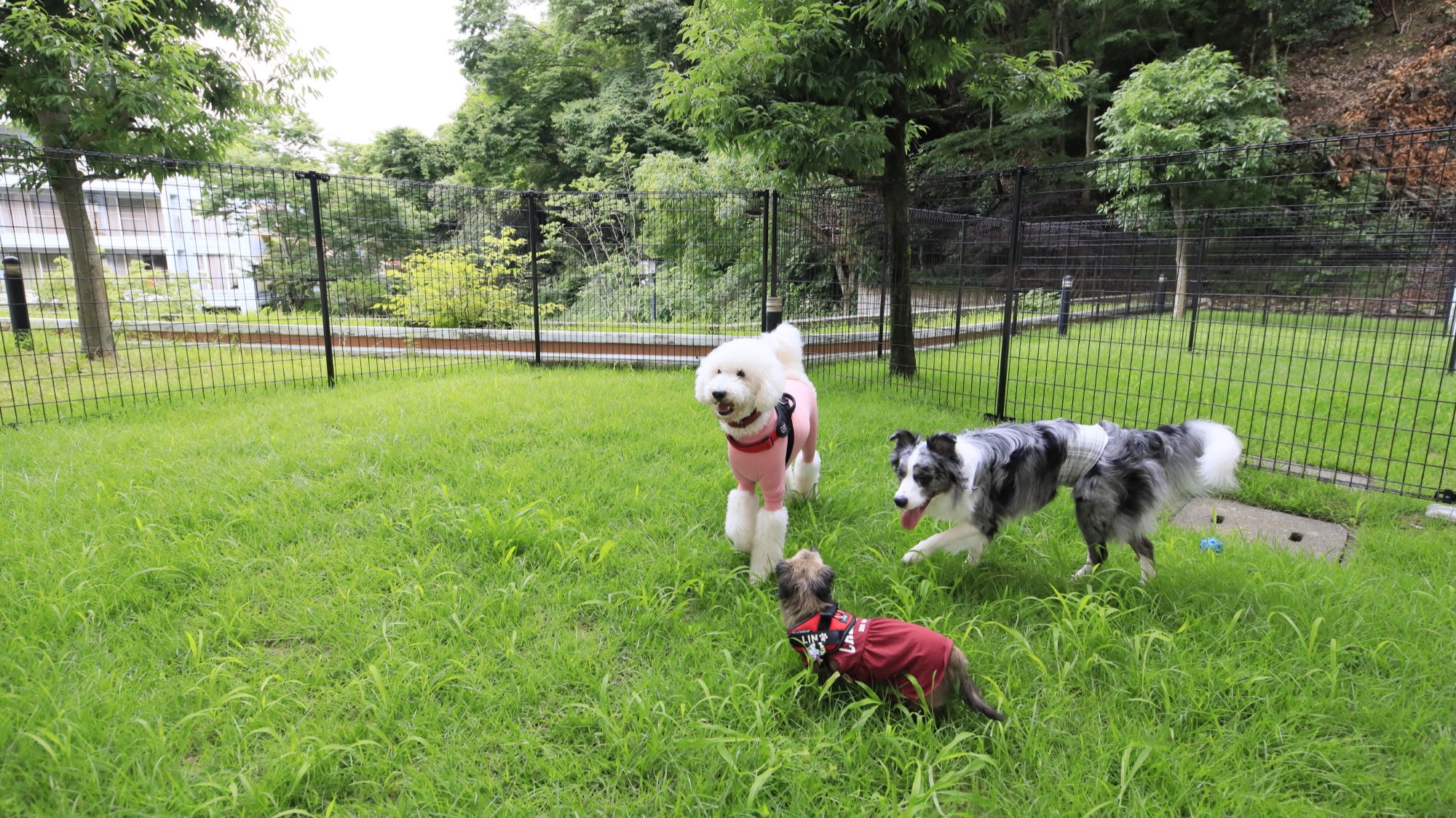 周りを気にせず、ワンちゃんと自由に遊べる特別な空間です