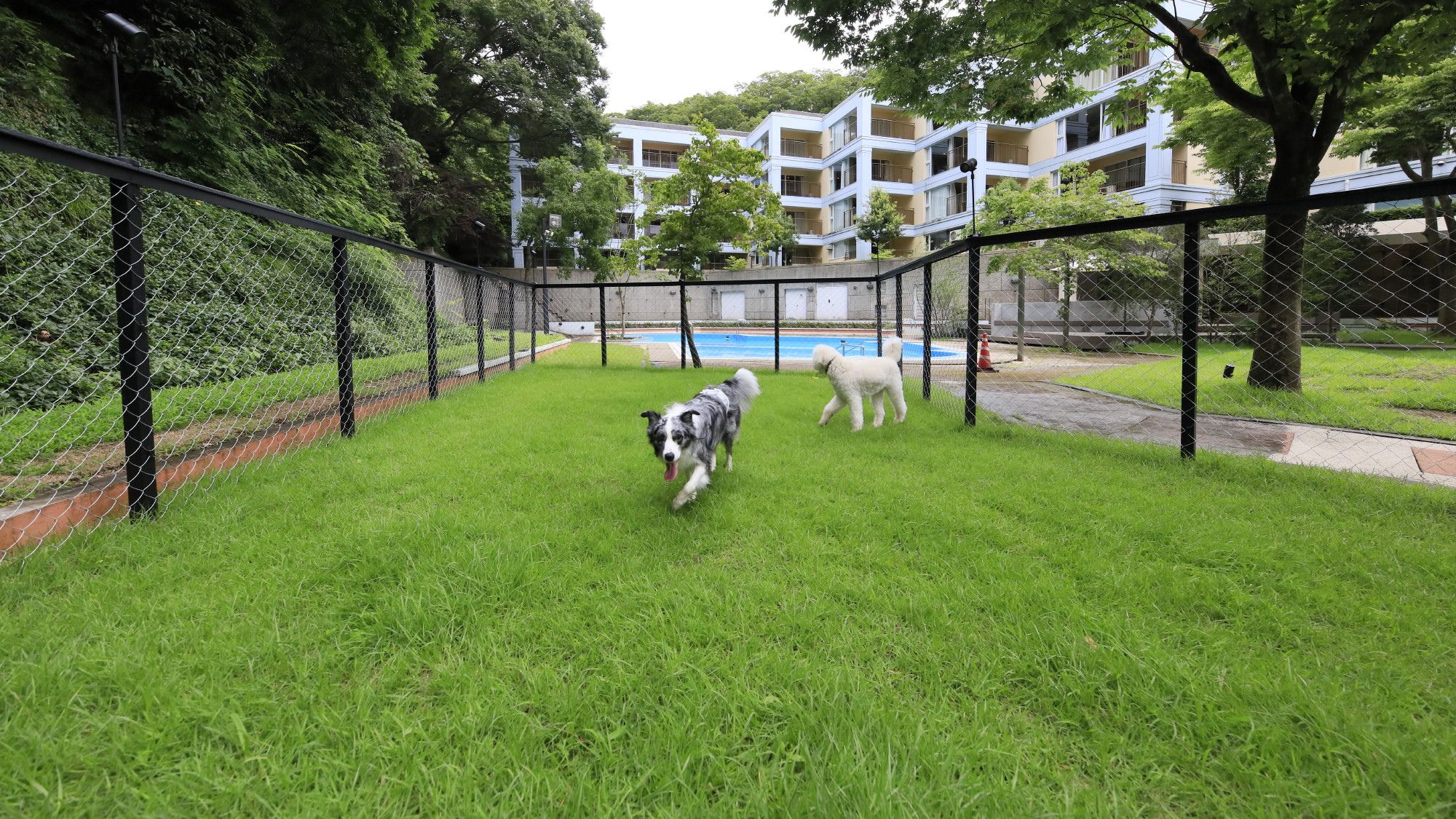 芝生のドッグランで、愛犬ものびのび駆け回るひとときを。（一例）