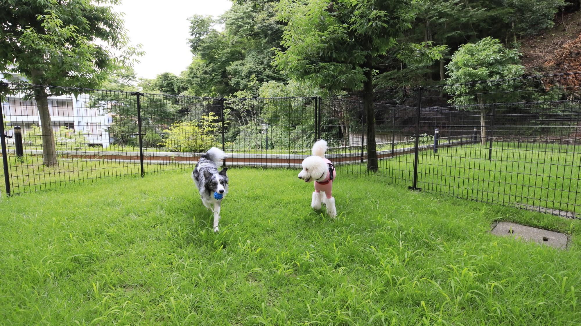 周りを気にせず、ワンちゃんと自由に遊べる特別な空間です