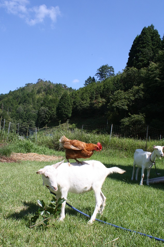 動物たち