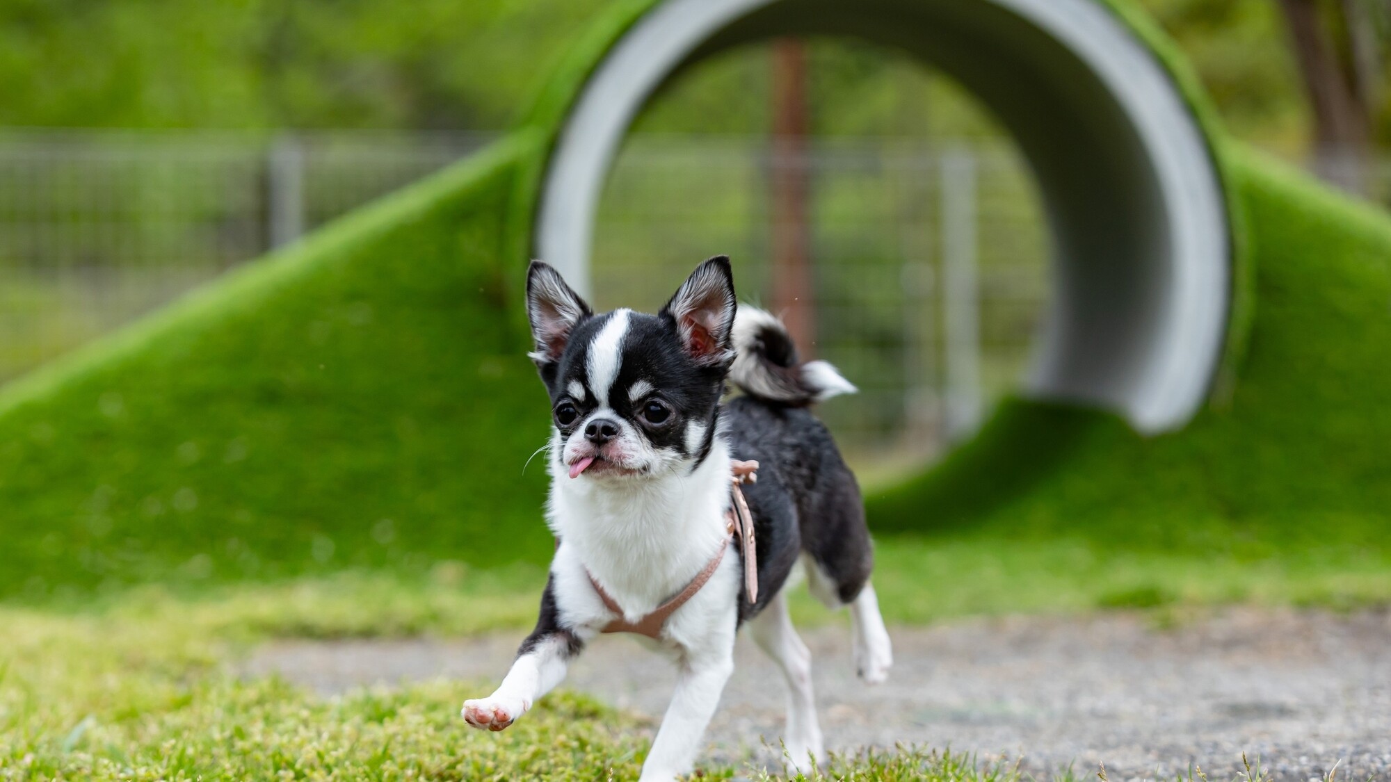 【秋の平日限定・5大特典】愛犬に松阪牛＆地元ドリンク・12時アウト｜季節の会席