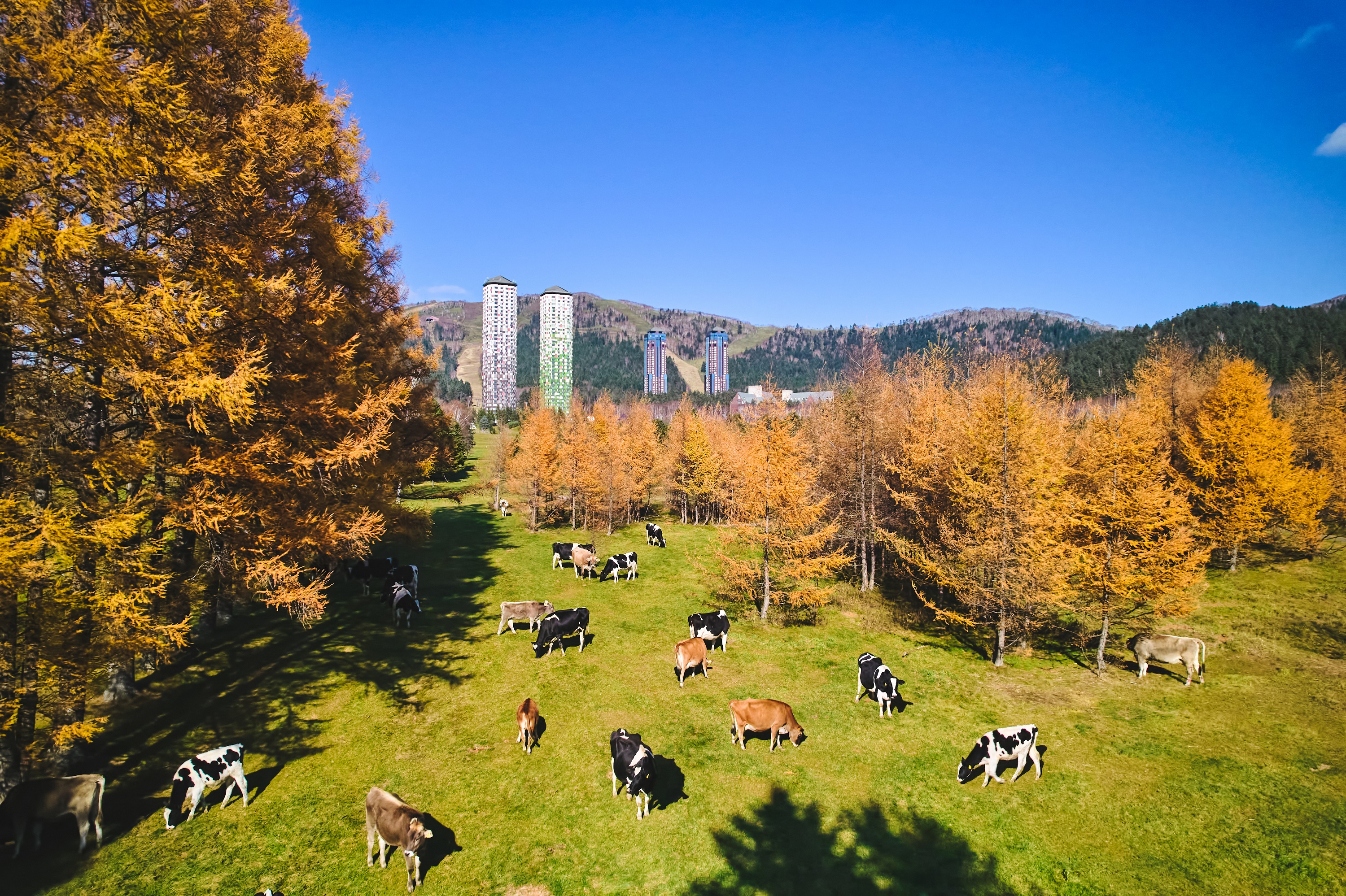 【トマム】秋のファーム