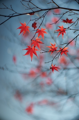 momiji