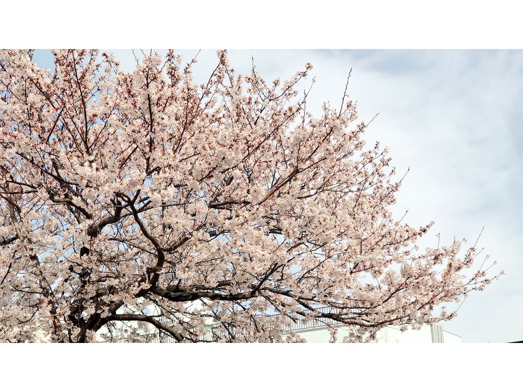 宮川堤防沿いの桜