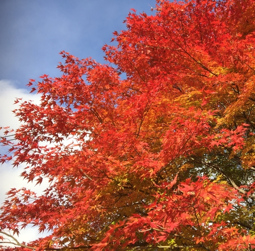 紅葉の穴場スポット（空いてて、綺麗です！）