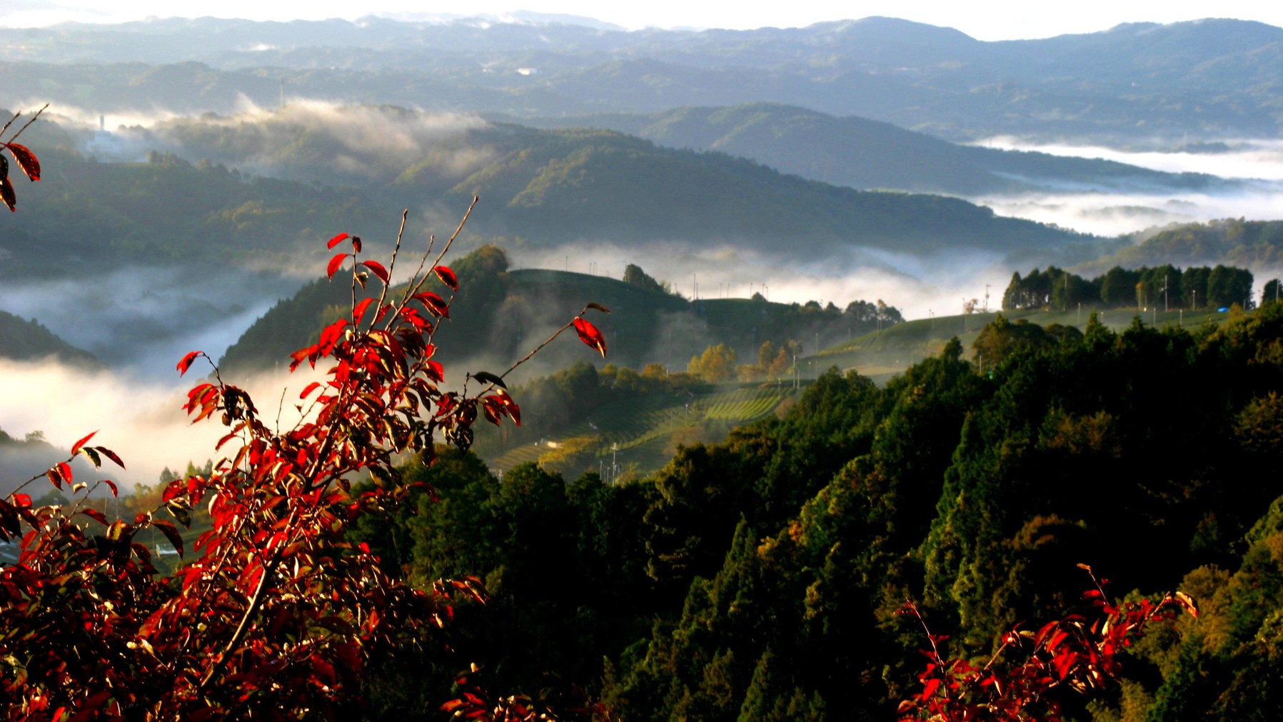 茶畑景観・お茶風呂・茶香炉による香り等、五感で愉しむ茶源郷プラン／１泊　夕食と朝食付き