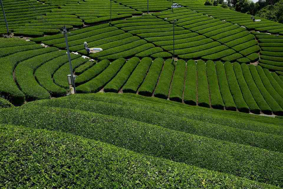 【素泊まりプラン】茶源郷気ままにステイ／1泊　夕・朝食無し