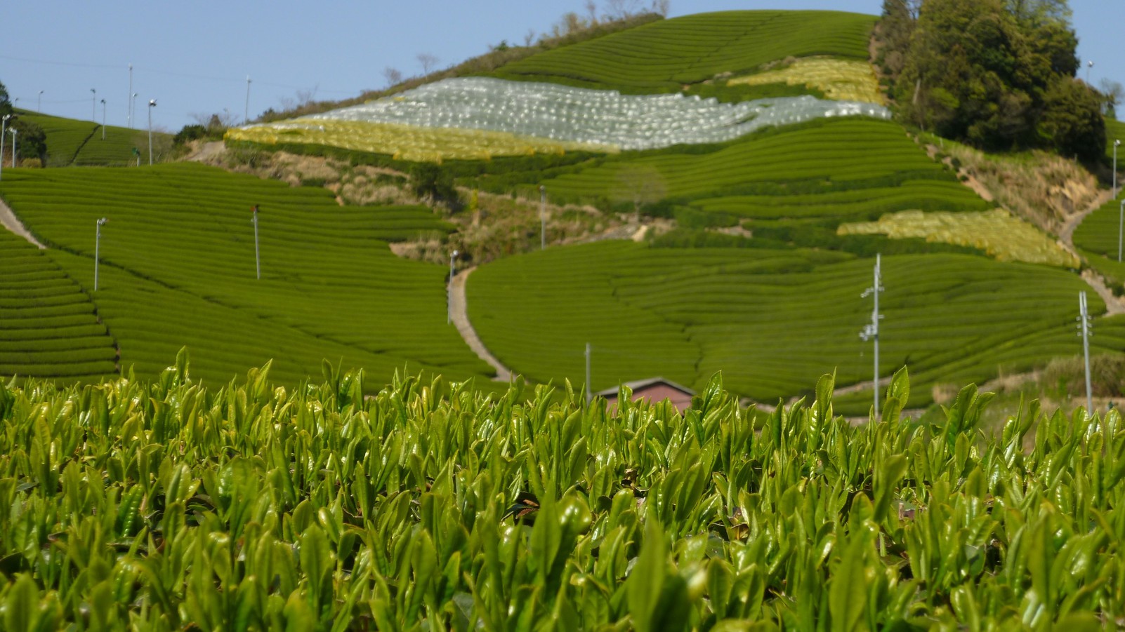【茶畑景観・お茶風呂・お茶の香り等、五感で愉しむ】　5〜30名様団体プラン／夕食と朝食付